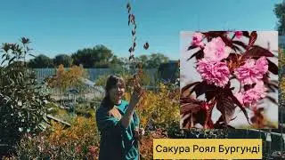 Декоративне дерево сакура «Роял Бургунді».