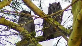 Verreaux' eagle owls