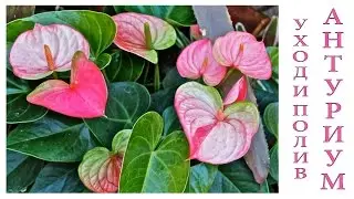 Антуриум (Anthurium) уход и полив