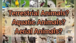 Terrestrial Animals | Aquatic Animals | Aerial Animals |  Terrestrial, Aquatic, Aerial Animals