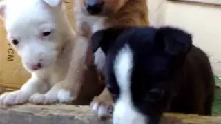 I meravigliosi cuccioli di Layla