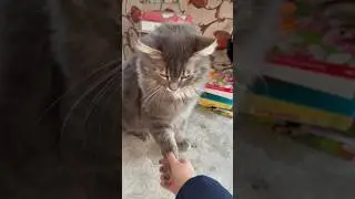 Чипи-чипи, Филя раздал 