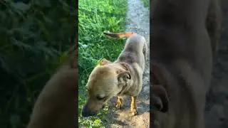 Собачка