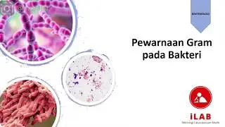 🧫 PEWARNAAN GRAM PADA BAKTERI | GRAM STAINING‼️