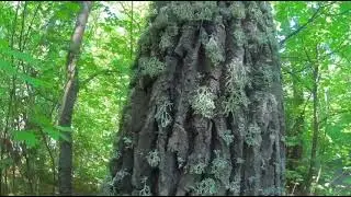 отдых в бузулукском бору, прогулка по бору и немного заблудились)