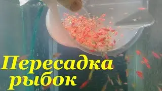 Работа на разводне Пересадка мальков тернеции глофиш Кормление мальков