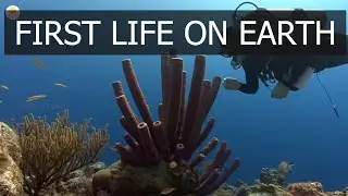 FIRST LIFE ON EARTH / SCIENCE CURVE