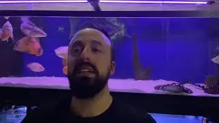 Como está o aquário jumbo?