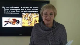 Владимцева Т.М.  Гнездо пчелиной семьи