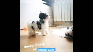для бронирования. 2 Бивербрата. Красота, мимимишность, невозможно налюбоваться. #shansprovans #бивер