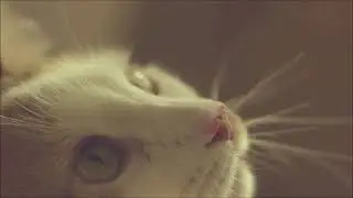 Lullaby for my daughters : Le Chat Malo et son piano (emotional relaxing nocturne)