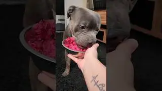 PREPARO DE UMA ALIMENTAÇÃO 100% NATURAL | RANGAUT #dog #pet #food #comida