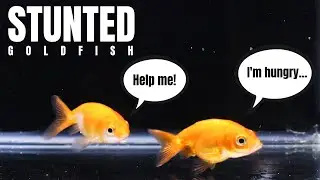 I bought stunted ranchu goldfish and then this happened...