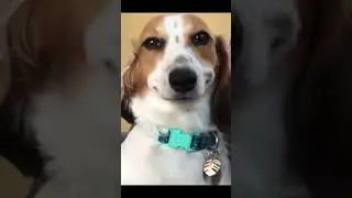Gülen Sevimli komik Köpek