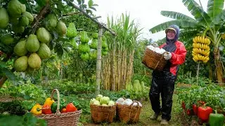Harvest: Guava, Chayote, Bananas, Custard Apple, Bell Peppers... To Sell At The Market– Farm Life