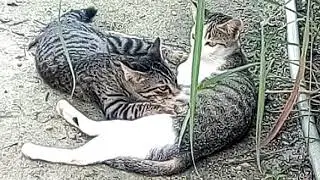 Kucing dewasa lagi nyusu