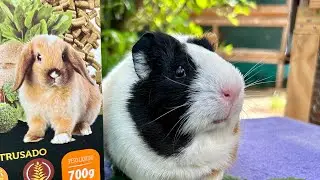 Porque você precisa comprar seus porquinhos da índia em criações?