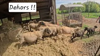 TONTE & SORTIE des MOUTONS 2026 !