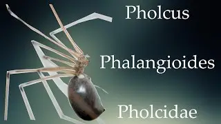Pholcus phalangioides | Pholcidae