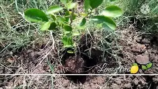 Lemon tree planting 🌱🍋
