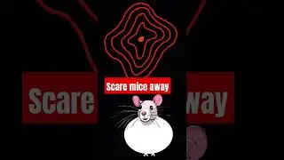 Sounds to scare mice away 10. How to stop those scratching mouse noises. Repeat as needed