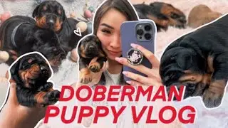 DOBERMAN PUPPY VLOG!