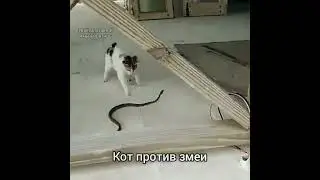 Кот против змеи