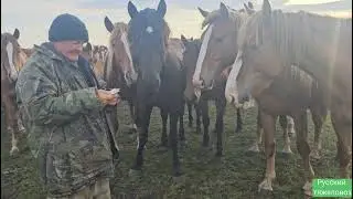 Табунное коневодство | Лошади в августе. | Глистогонка.