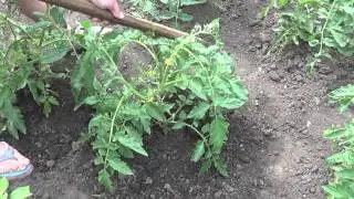 Окучивание и пасынкование помидор