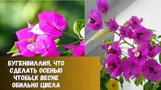 Бугенвиллия осенний уход