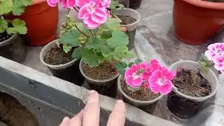 Начала работу с калибрахоа!