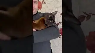 Чоко много отвлекается😁 