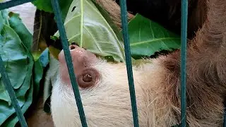 Sloths