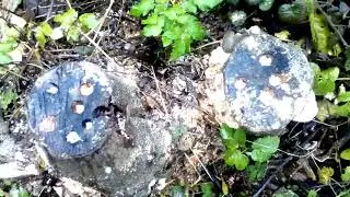 Как правильно уничтожить пень аммиачной селитрой!