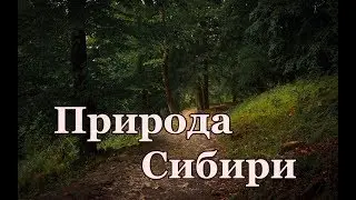 Природа Сибири 🎥