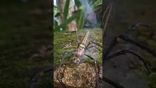 Explosive Defense! Bombardier Beetle Faces a Striped Spider