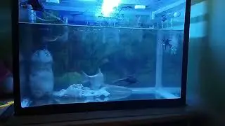 arwana jardini, kapiat albino mata merah, palmas,,