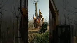 Tree transplanter / tree digger