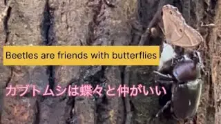 Beetles are friends with butterflies(カブトムシは蝶々と仲がいい)