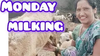#Monday    #milking