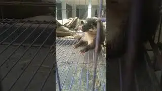 Ditangkap Hewan Aneh Masuk Pemukiman Warga