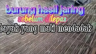 pelepasan burung di aviari emprit haji kaji pahaji mabrul