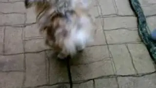 Funny Trixi likes to move it ☺☺☺