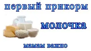 Когда и как вводить молочные продукты в первый прикорм?