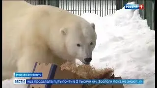 В День белого медведя стартовал российский проект «Медвежий патруль»
