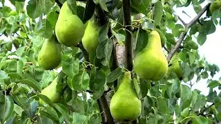 Late winter pear BERE APRELSKAYA is an excellent variety for storage
