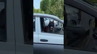 Тачка и собачка #собака #псы #животные #песик #тачка #пёсистый