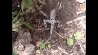 LizardDeath