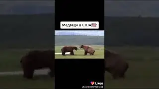 Медведи в России VS США
