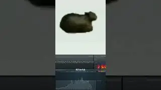 Spinning cat sound effects 